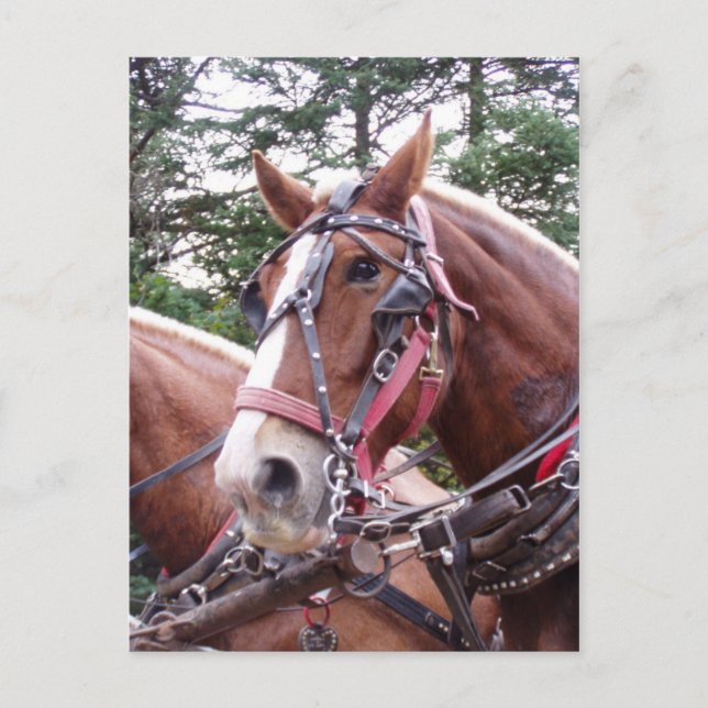 Postal Temor por trabajar (Anverso)