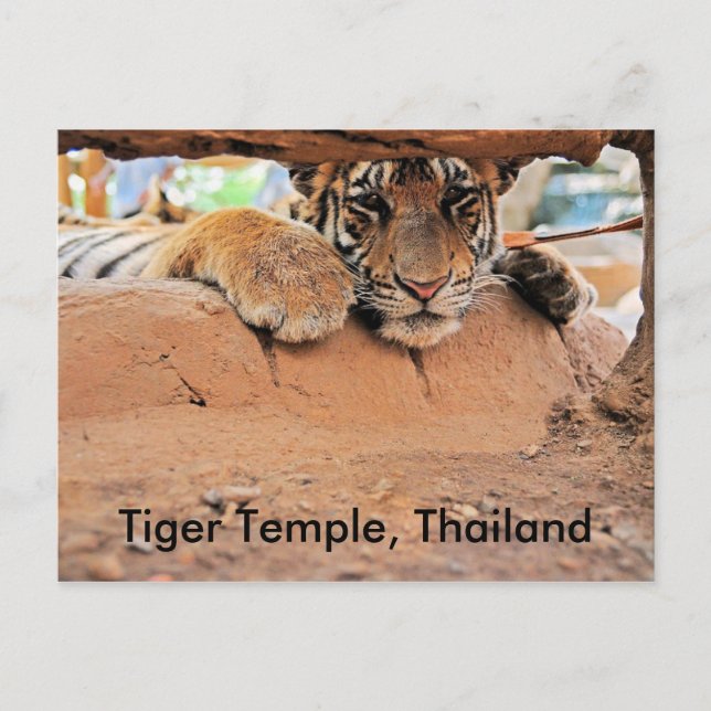 Postal Templo Tiger (Anverso)
