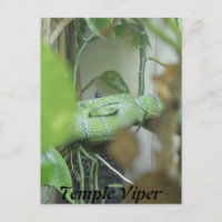 Templo Viper