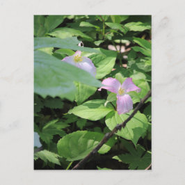 Postal Temporada tardía Trillium