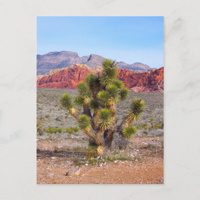 Postal Temprano por la mañana en el cañón del Rock Rojo (Anverso)