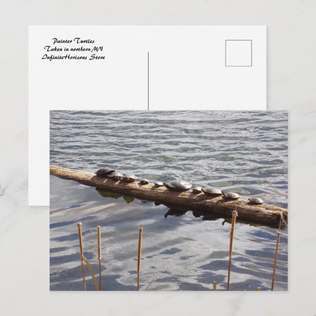 Postal Ten Turtles Sunning on Log Postcard (Anverso / Reverso)