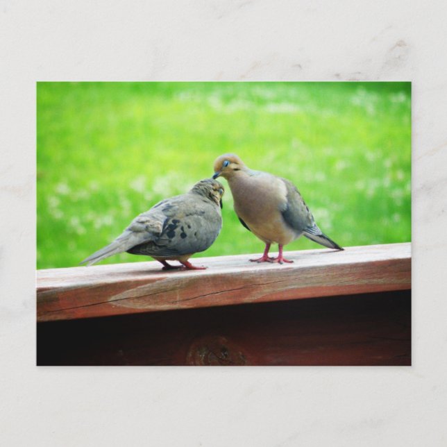 Postal Tender Lovebirds Kiss (Anverso)