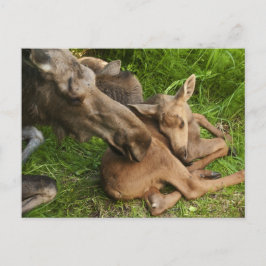 Postal Tender Mother Moose