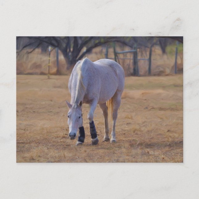 Postal Tender Tootsies (Anverso)