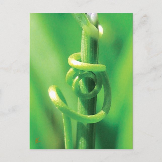 Postal Tendril Vine Amantes en la Naturaleza (Anverso)