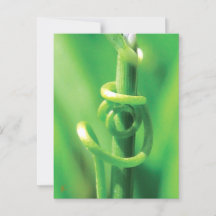 Tendril Vine Amantes en la Naturaleza