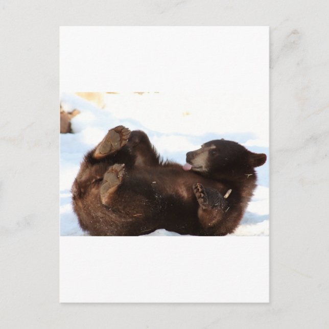 Postal ¡¡¡Tengan un buen día de OSO!!! (Anverso)