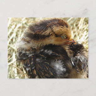 Postal Tengo un picor