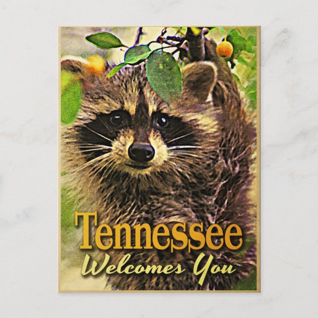 Postal Tennessee Le Da La Bienvenida A Raccoon (Anverso)