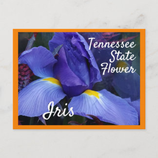 Postal Tennessee State Flower TN Iris
