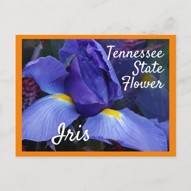 Postal Tennessee State Flower TN Iris (Anverso)