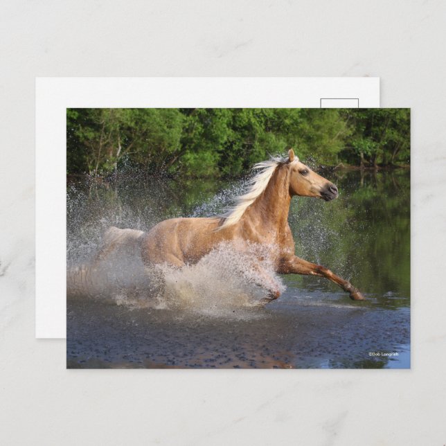 Postal Tennessee Walker corriendo a través del agua (Anverso / Reverso)