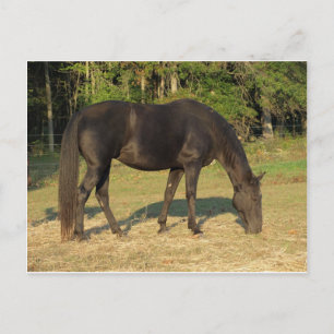 Postal Tennessee Walking Horse