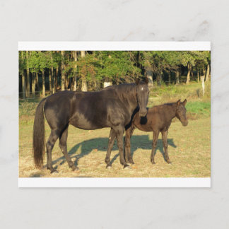 Postal Tennessee Walking Horse Mare and Foal