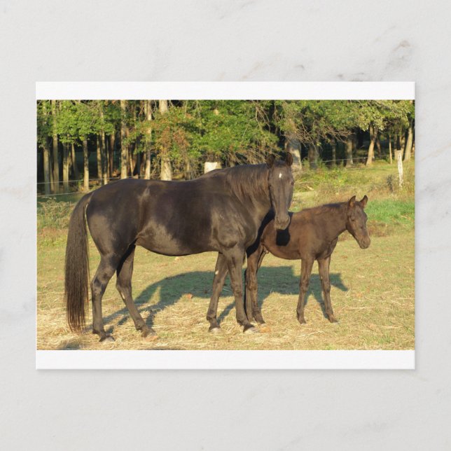 Postal Tennessee Walking Horse Mare and Foal (Anverso)