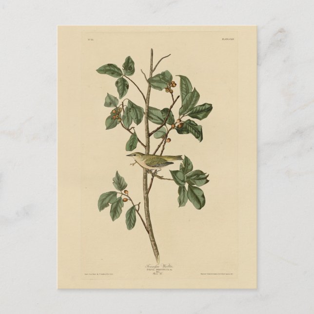 Postal Tennessee Warbler, de los pájaros de América de Au (Anverso)