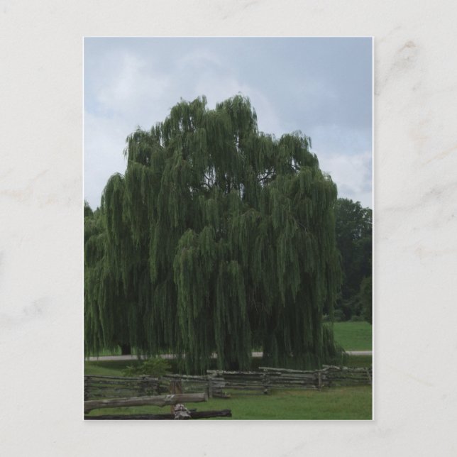 Postal Tennessee Willow Tree (Anverso)