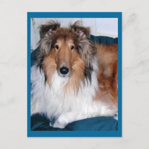 Postal Tennyson-A collie
