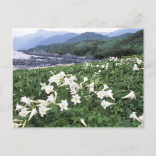 Postal Teppo Yuri (Lily), Yakushima, Kagoshima (Japón)