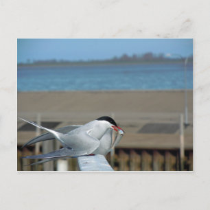 Postal Tern-202