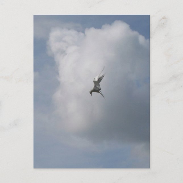 Postal Tern in the Sky postcard (Anverso)