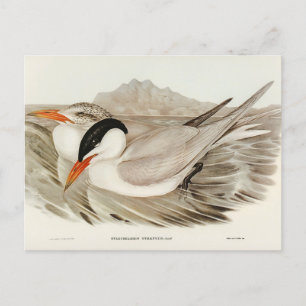 Postal Tern poderoso de Elizabeth Gould