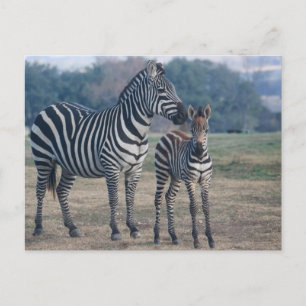 Postal Ternera cebra y madre