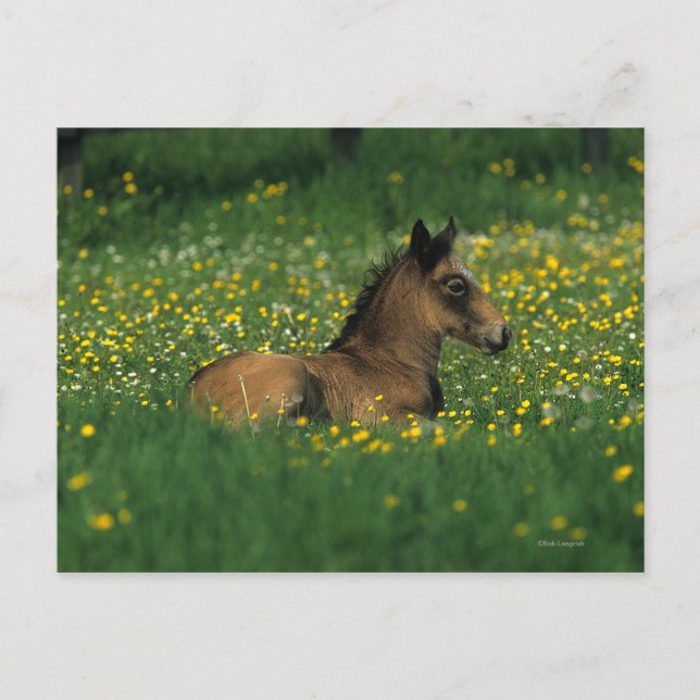 Postal Ternera tumbada en flores (Anverso)