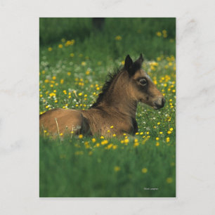 Postal Ternera tumbada en flores