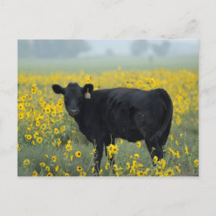 Postal Ternero negro en un campo de girasoles