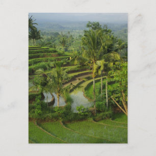 Postal Terrace Ricefield en Bali