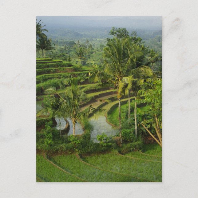 Postal Terrace Ricefield en Bali (Anverso)