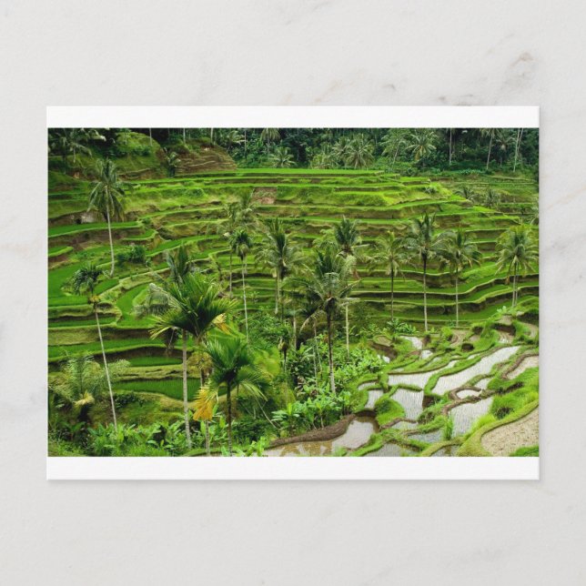 Postal Terraza de arroz en Bali (Anverso)