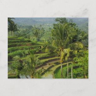 Postal Terraza Ricefield en Bali