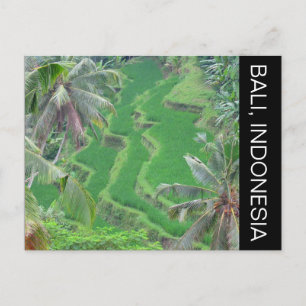 Postal terrazas de arroz bali