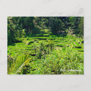 Postal Terrazas de arroz de Bali, Indonesia