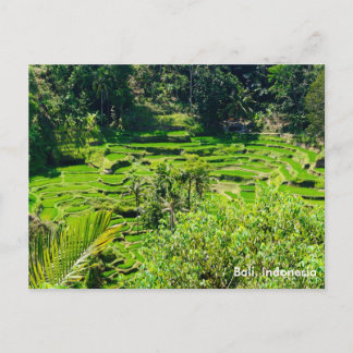 Postal Terrazas de arroz de Bali, Indonesia