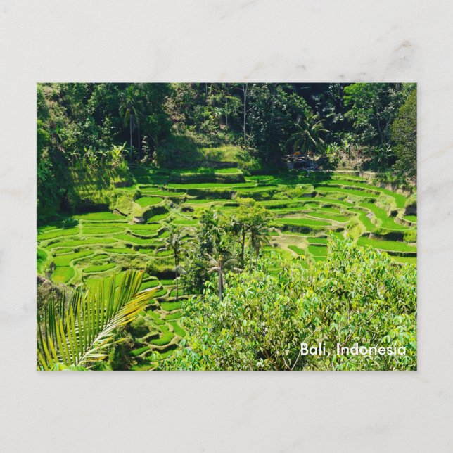 Postal Terrazas de arroz de Bali, Indonesia (Anverso)