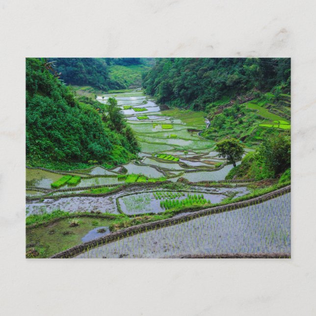 Postal Terrazas de arroz de Banaue, Luzon (Anverso)