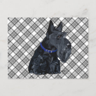 Postal Terrier Escocés con Cuello Azul