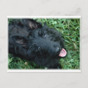 Postal Terrier escocés en hierba - Espectro