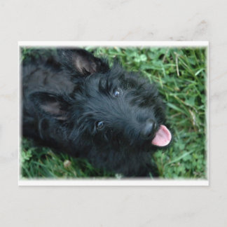 Postal Terrier escocés en hierba - Espectro
