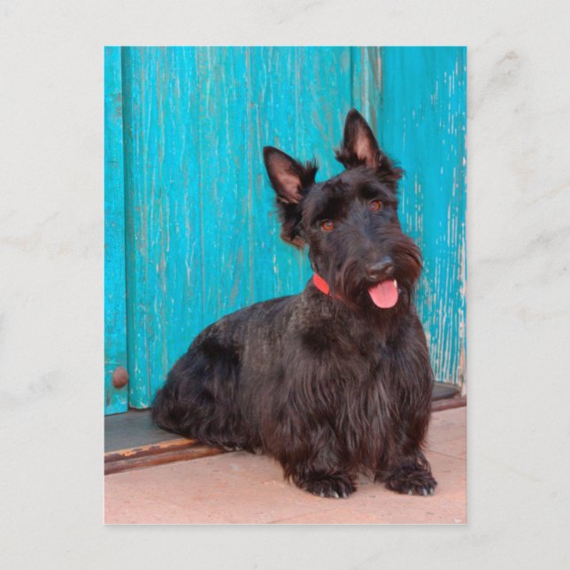 Postal Terrier escocés sentado junto a una puerta colorid (Anverso)