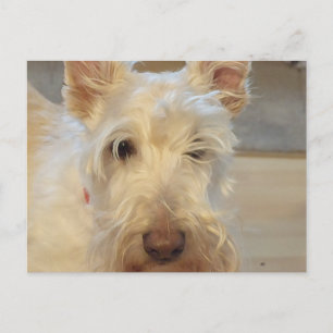 Postal Terrier Escocés Wheaten