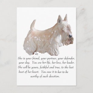 Postal Terrier Escocés Wheaten - PERRA