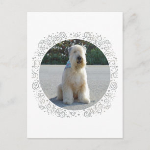 Postal Terrier Wheaten