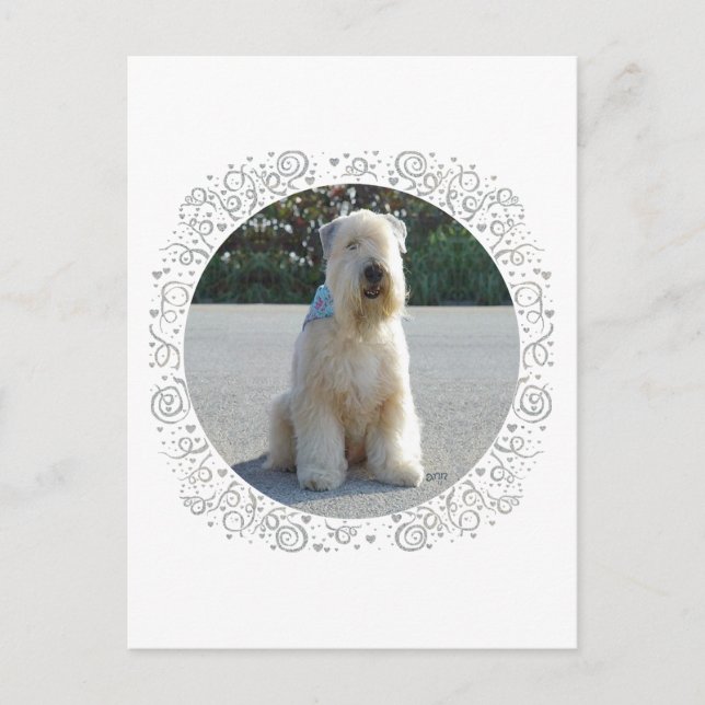 Postal Terrier Wheaten (Anverso)