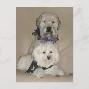 Postal Terrier Wheaten y Havanés