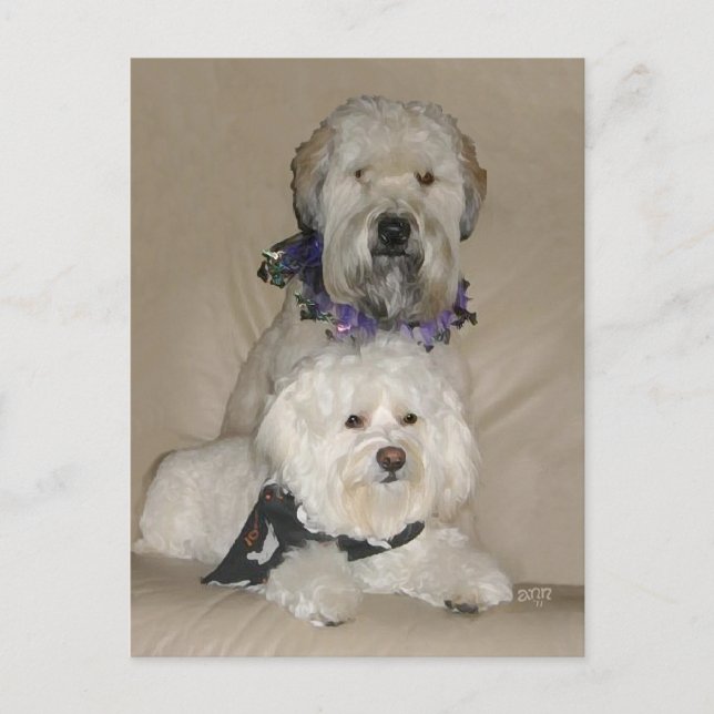 Postal Terrier Wheaten y Havanés (Anverso)